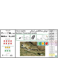 گونه دوپای خراسانی Northern three – toed Jerboa